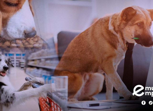 Alimento, salud y lujo: el mercado de mascotas vive su mejor momento